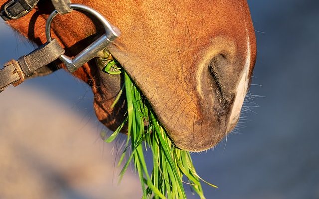 Idées pour peindre un cheval à bascule en bois