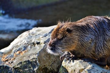 Le moyen le plus sûr de tuer les rats