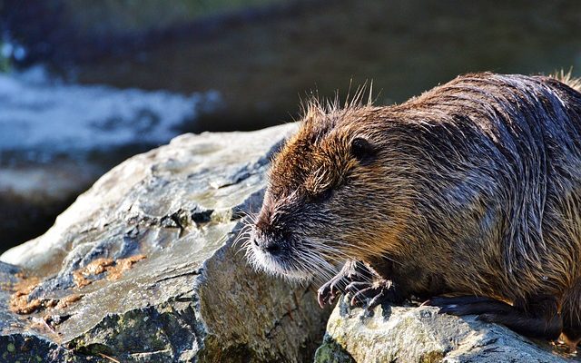 Le moyen le plus sûr de tuer les rats