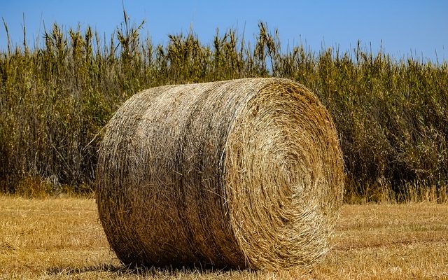 Mangeurs de foin pour chevaux faits maison