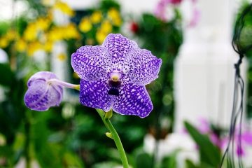 Mon orchidée a des taches brunes