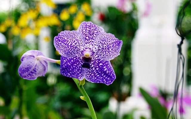 Mon orchidée a des taches brunes