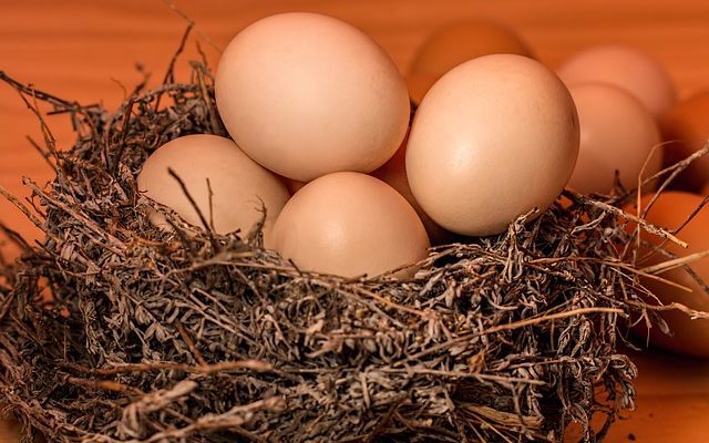 Oeufs canari qui n'éclosent pas