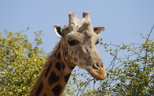 Plantes Animaux du Niger