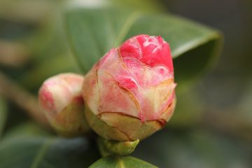 Pourquoi mes camélias ne fleurissent pas ?