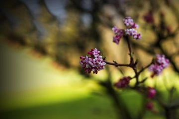 Quand tailler les buissons de Viburnum ?