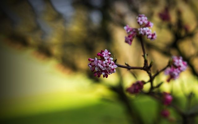 Quand tailler les buissons de Viburnum ?