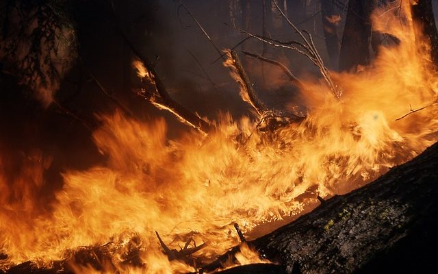 Quand un feu sauvage n'est-il plus contagieux ?