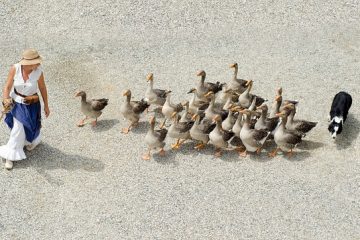 Symptômes de foie gras alcoolique