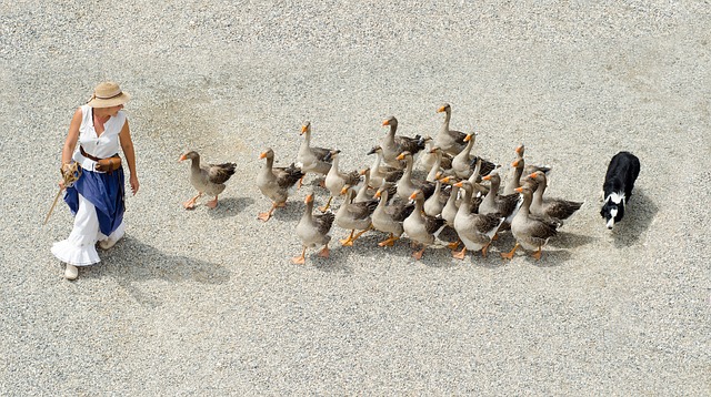 Symptômes de foie gras alcoolique