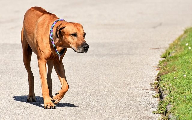 Tumeurs sinusales chez le chien