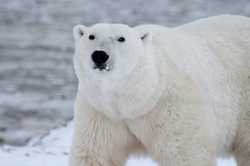 Animaux en voie de disparition au pôle Nord