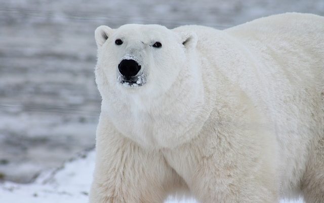 Animaux en voie de disparition au pôle Nord