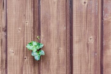 Bricolage : Plantes grimpantes pour une clôture en bois.