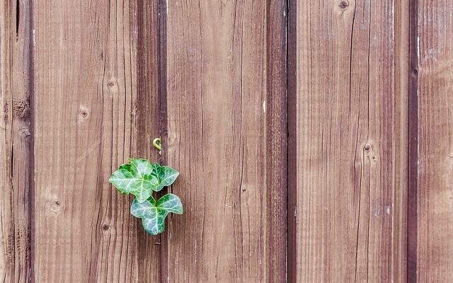 Bricolage : Plantes grimpantes pour une clôture en bois.