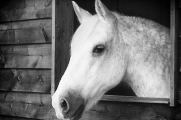 Cadeaux commémoratifs pour chevaux