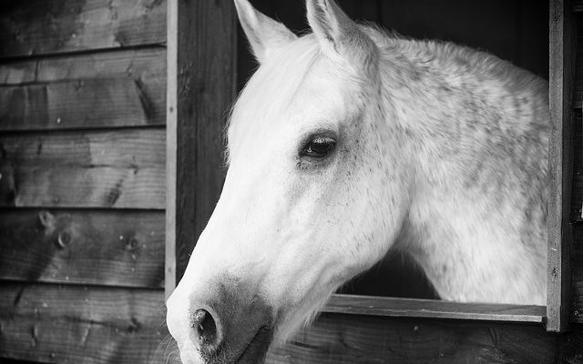 Cadeaux commémoratifs pour chevaux