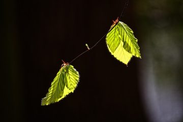 Combien de temps faut-il à un cerisier pour arriver à maturité ?