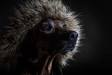 Comment arrêter un chien qui pleure la nuit ?