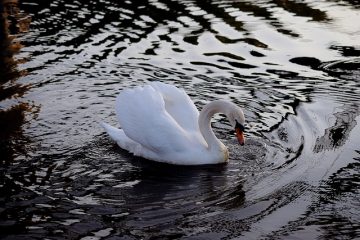 Comment attirer les canards sauvages dans un étang