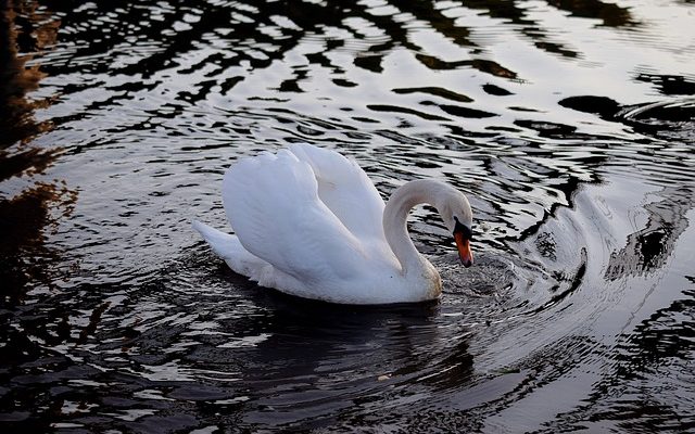 Comment attirer les canards sauvages dans un étang