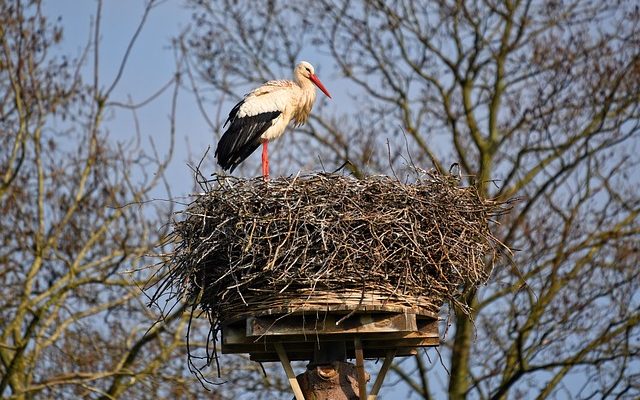 Comment câbler un interrupteur d'allumage à 5 pôles