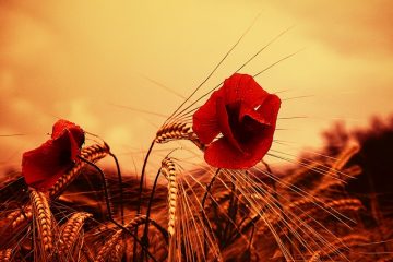 Comment conserver les fleurs avec de la glycérine