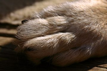 Comment couper le talon dans les chaussures de course à pied