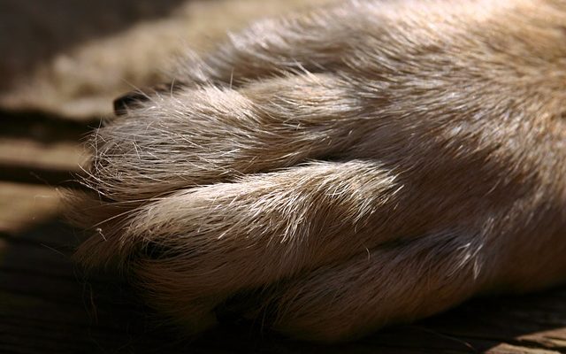 Comment couper le talon dans les chaussures de course à pied