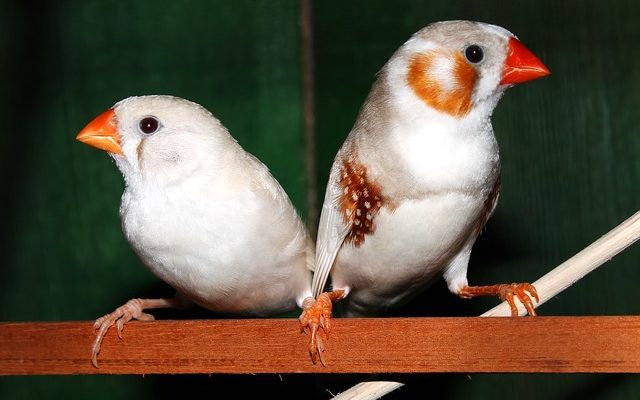 Comment dire à Male Zebra Finches Male Zebra De Female From Female