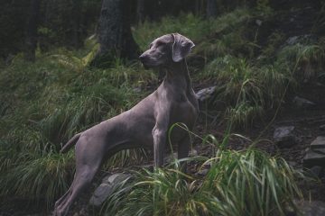 Comment dire à quelle distance le long d'un chien est enceinte ?