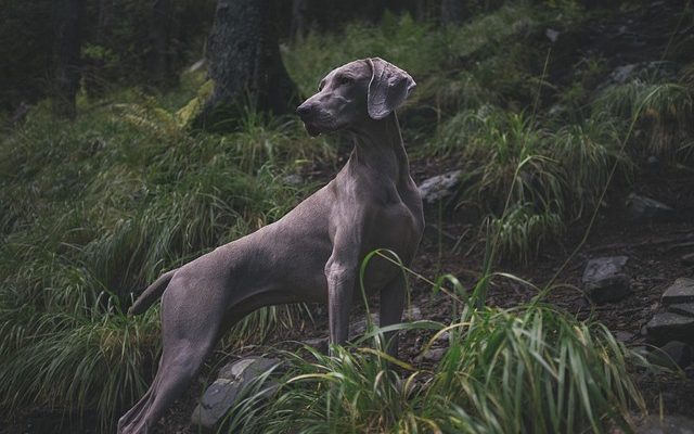 Comment dire à quelle distance le long d'un chien est enceinte ?