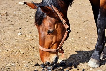 Comment enlever naturellement le cérumen de l'oreille