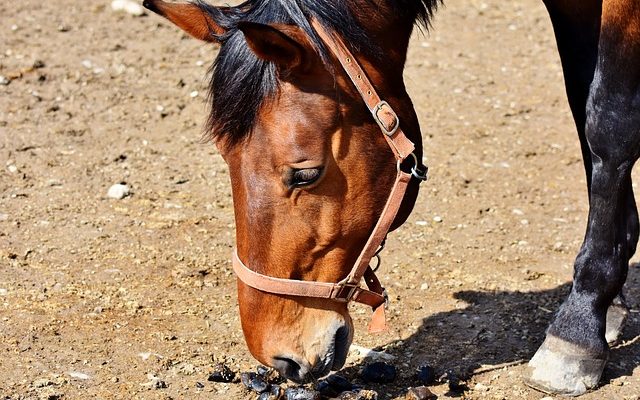 Comment enlever naturellement le cérumen de l'oreille