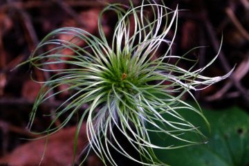 Comment faire pousser des plantes grimpantes Virginia Creepers à partir de graines