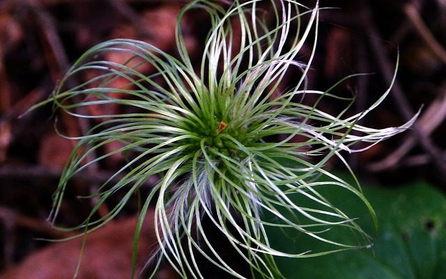 Comment faire pousser des plantes grimpantes Virginia Creepers à partir de graines