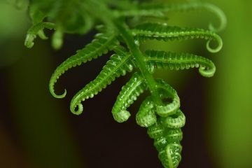 Comment faire pousser une fougère arborescente