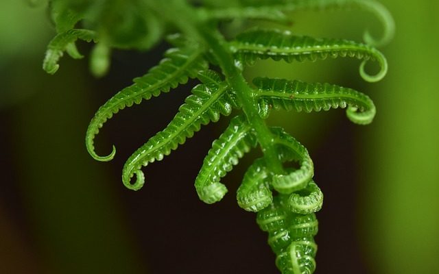 Comment faire pousser une fougère arborescente