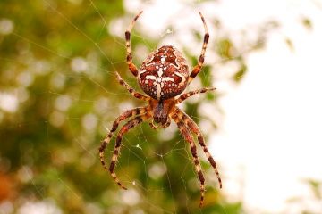 Comment identifier les araignées à l'aide d'images