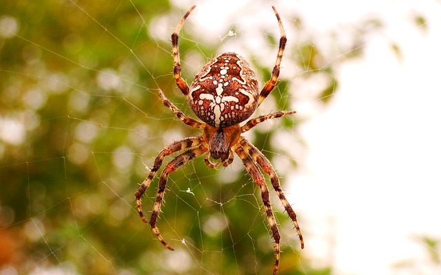 Comment identifier les araignées à l'aide d'images