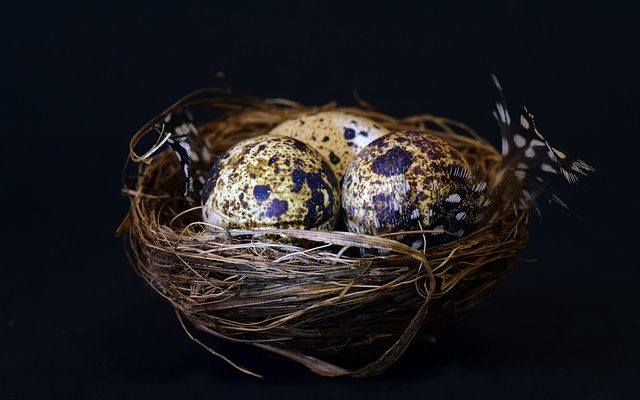 Comment identifier les œufs pour les oiseaux indigènes du Royaume-Uni