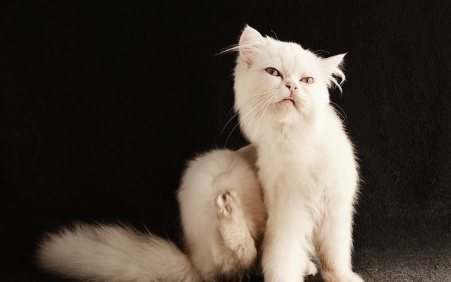 Comment laver les chatons dans le jus de citron pour les puces.