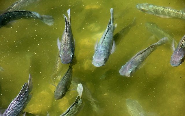 Comment mettre des poissons rouges dans un étang