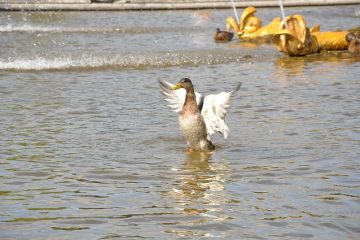 Comment organiser une collecte de fonds pour les canards en caoutchouc dans une région sans source d'eau.