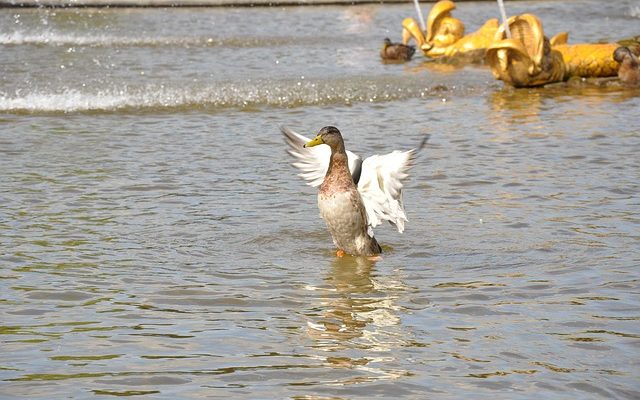 Comment organiser une collecte de fonds pour les canards en caoutchouc dans une région sans source d'eau.