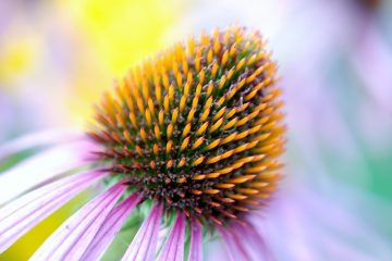 Comment prendre soin de l'échinacée purpurea