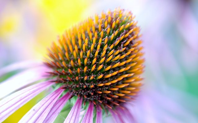 Comment prendre soin de l'échinacée purpurea