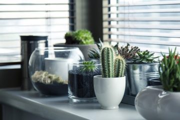 Comment prendre soin d'un cactus d'intérieur