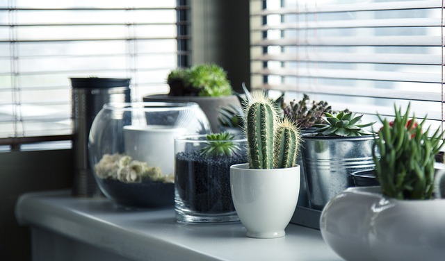 Comment prendre soin d'un cactus d'intérieur