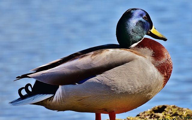 Comment régénérer une fenêtre avec du mastic de vitrage